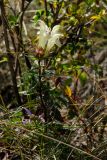 Scutellaria supina. Цветущее растение в сообществе с Galatella angustissima и Rosa. Башкортостан, Учалинский р-н, Миндякский сельсовет, каменистая степь ≈ 750 м н.у.м. 3 сентября 2023 г.