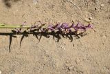 genus Dactylorhiza