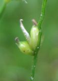 Carex disperma