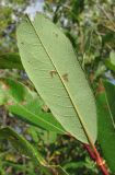 Salix &times; myrtoides