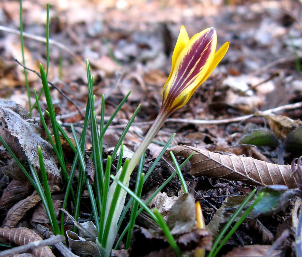 Image of Crocus angustifolius specimen.