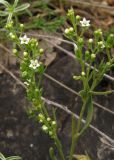 Thesium ramosum. Верхушка растения с цветками и завязавшимися плодами. Крым, окраины г. Ялты. 25 мая 2012 г.