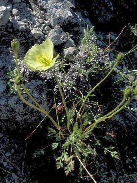 Изображение особи Papaver chibinense.