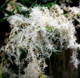 Melaleuca alternifolia. Соцветие. Франция, Приморские Альпы, г. Ницца, сквер Leclerc у площади Массена. 20.06.2012.