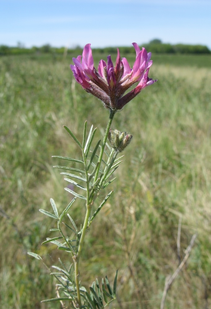 Изображение особи Astragalus cornutus.