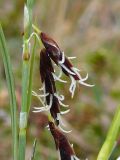 Carex rariflora. Пестичные колоски крупным планом. Мурманская обл., Североморский р-н, Кольский залив, губа Грязная. 06.06.2009.