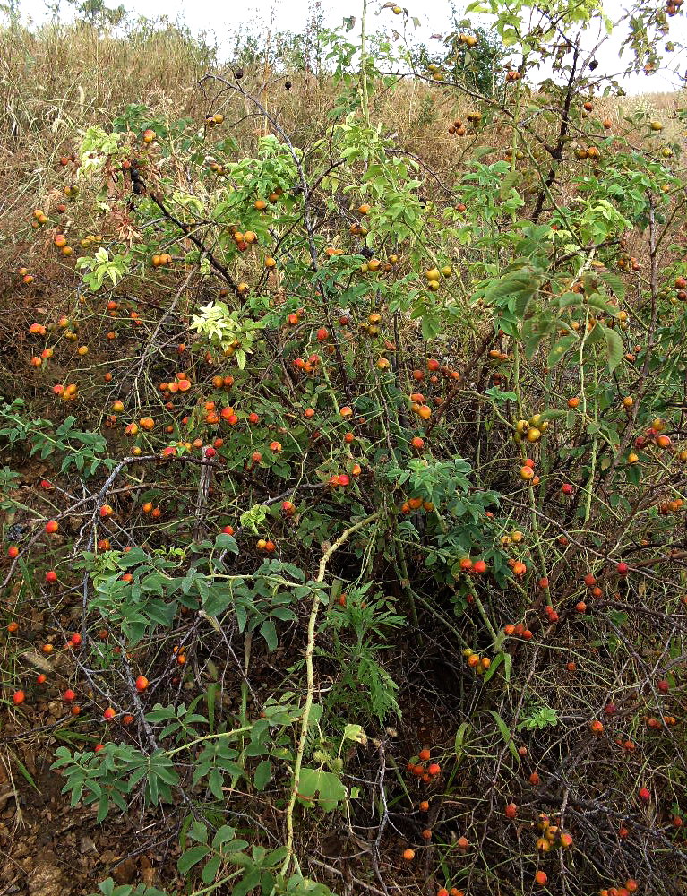 Изображение особи Rosa tomentosa.