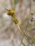 Carex serotina