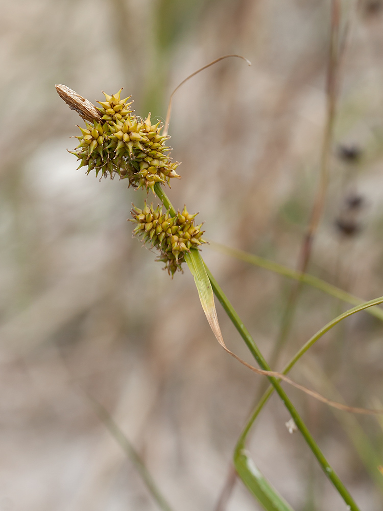 Изображение особи Carex serotina.