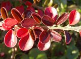 Cotoneaster horizontalis. Часть ветви с листьями в осенней окраске. Украина, г. Запорожье, Детская железная дорога, возле здания кассы. 20.10.2013.