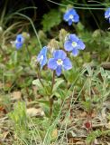 Veronica umbrosa