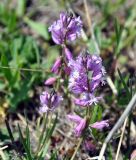 Polygala major. Соцветия. Нагорный Карабах, окр. г. Шуши, Унотское ущелье. 05.05.2013.