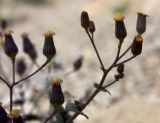 Senecio flavus