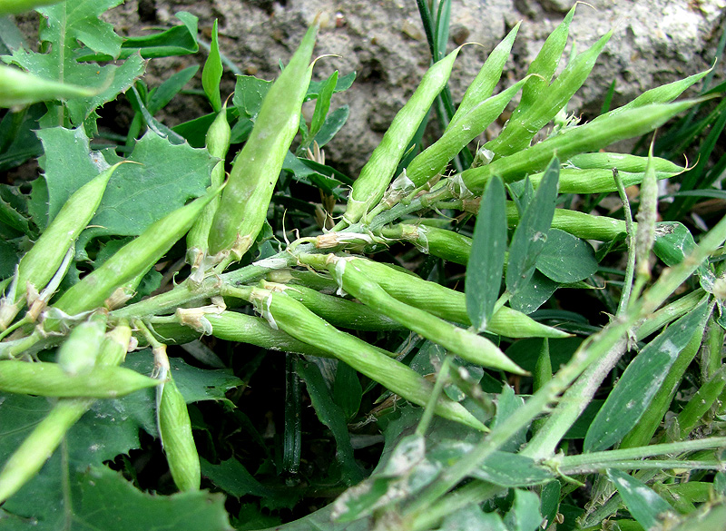 Image of Galega officinalis specimen.