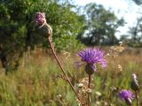 Serratula coronata