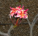 Plumeria rubra