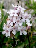 Valeriana jelenevskyi