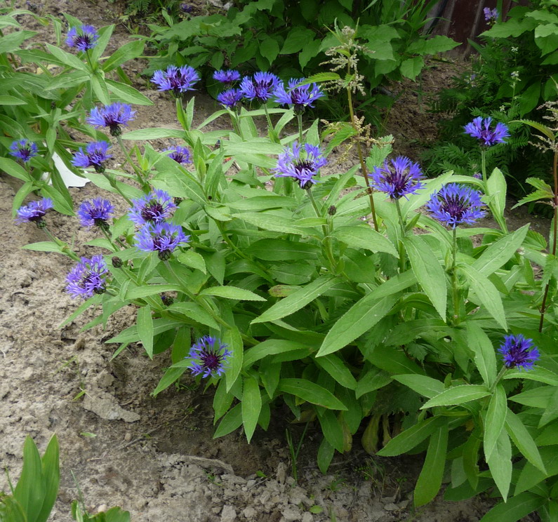 Image of Centaurea montana specimen.