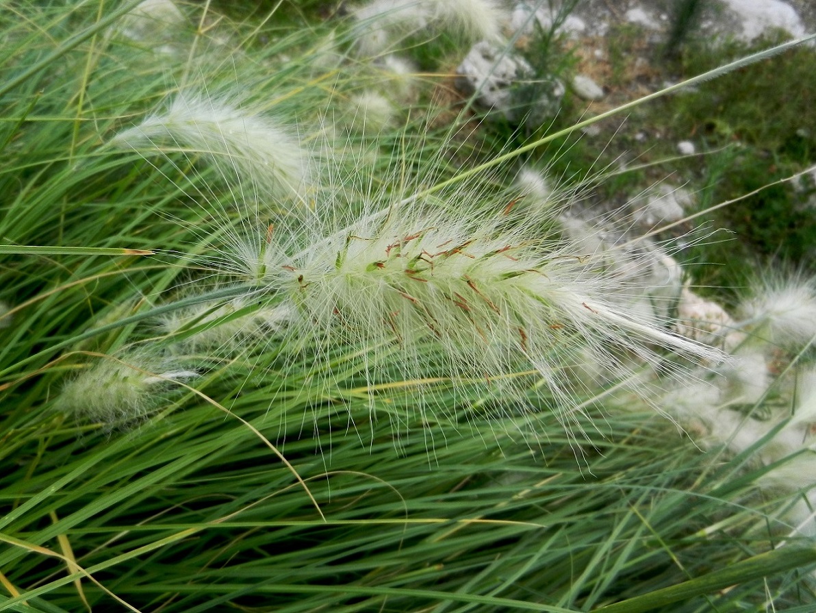 Изображение особи Pennisetum villosum.