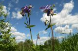 Aquilegia vulgaris. Верхушки цветущих растений. Новгородская обл., г. Боровичи, Бобровские горы, луговой склон. 06.06.2015.