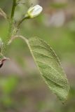 Amelanchier spicata. Лист (видна нижняя поверхность) и бутон в основании соцветия. Беларусь, г. Витебск, ботанический сад ВГУ. 06.05.2015.