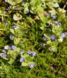 Veronica beccabunga subspecies muscosa. Цветущее растение. Кыргызстан, Нарынская обл., левый берег р. Нарын, природный парк Салкын-Тор, заболоченный сырой участок. 12.07.2015.