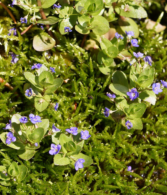 Изображение особи Veronica beccabunga ssp. muscosa.