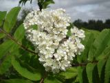 Sorbus подвид glabrata