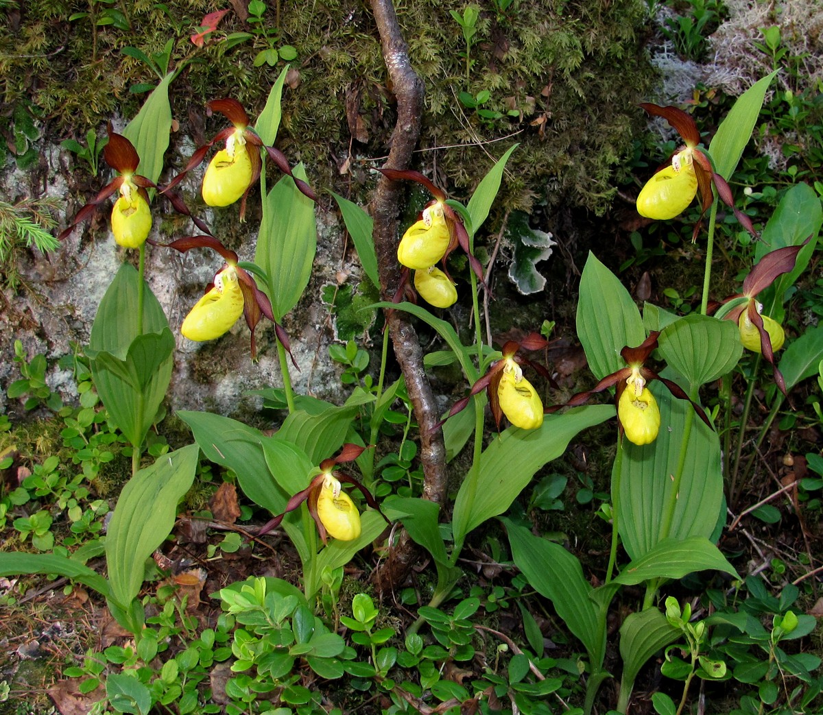 Изображение особи Cypripedium calceolus.