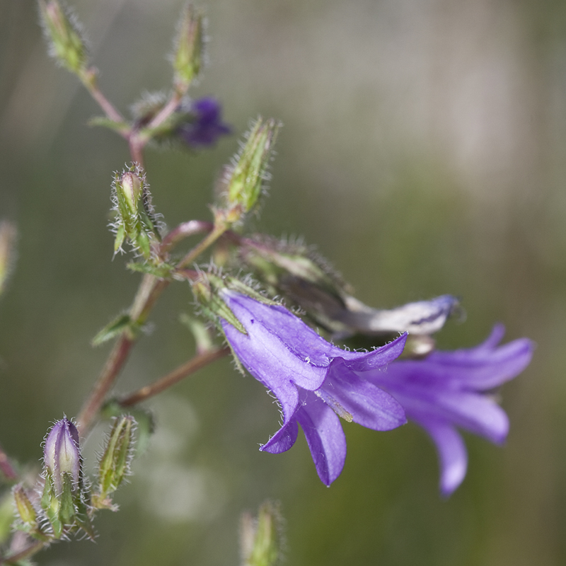 Image of Campanula sibirica specimen.