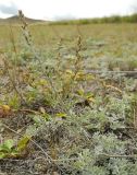 Artemisia nitrosa