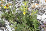 Potentilla callieri