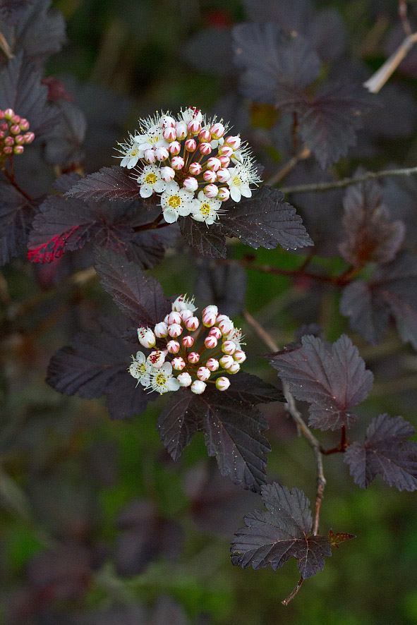 Изображение особи Physocarpus opulifolius.