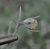 Artemisia schmidtiana