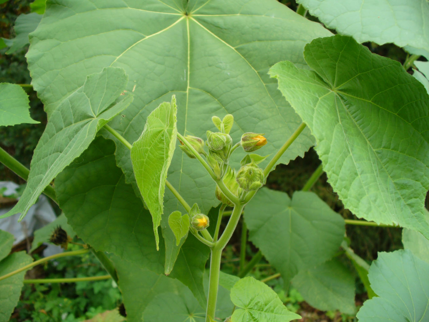 Изображение особи Abutilon theophrasti.