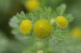 Matricaria discoidea. Соцветия и листья. Камчатский край, Елизовский р-н, природный парк \"Вулканы Камчатки\", южный участок, кластер \"Налычевский\", кордон Авачинский перевал, 900 м н.у.м., вдоль дороги. 08.07.2016.