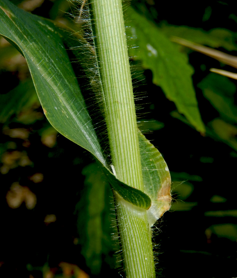 Изображение особи Panicum miliaceum.