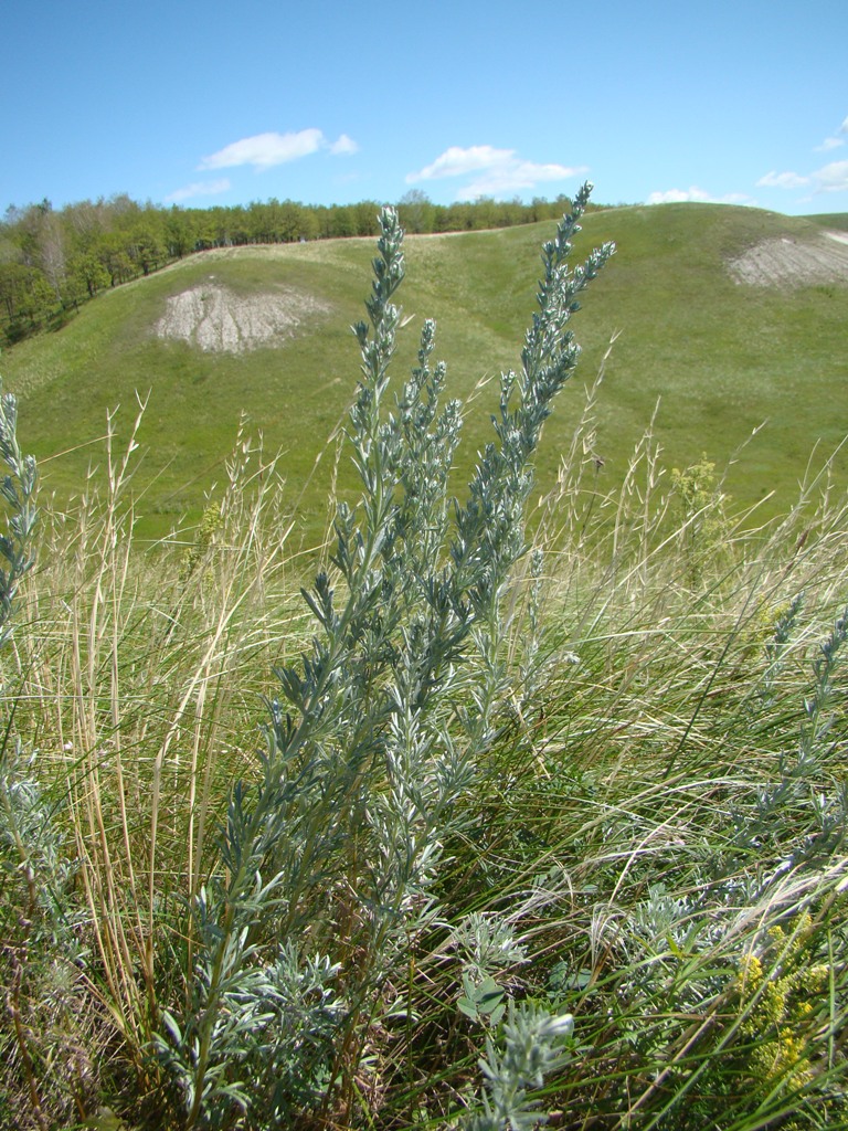 Изображение особи Artemisia sericea.