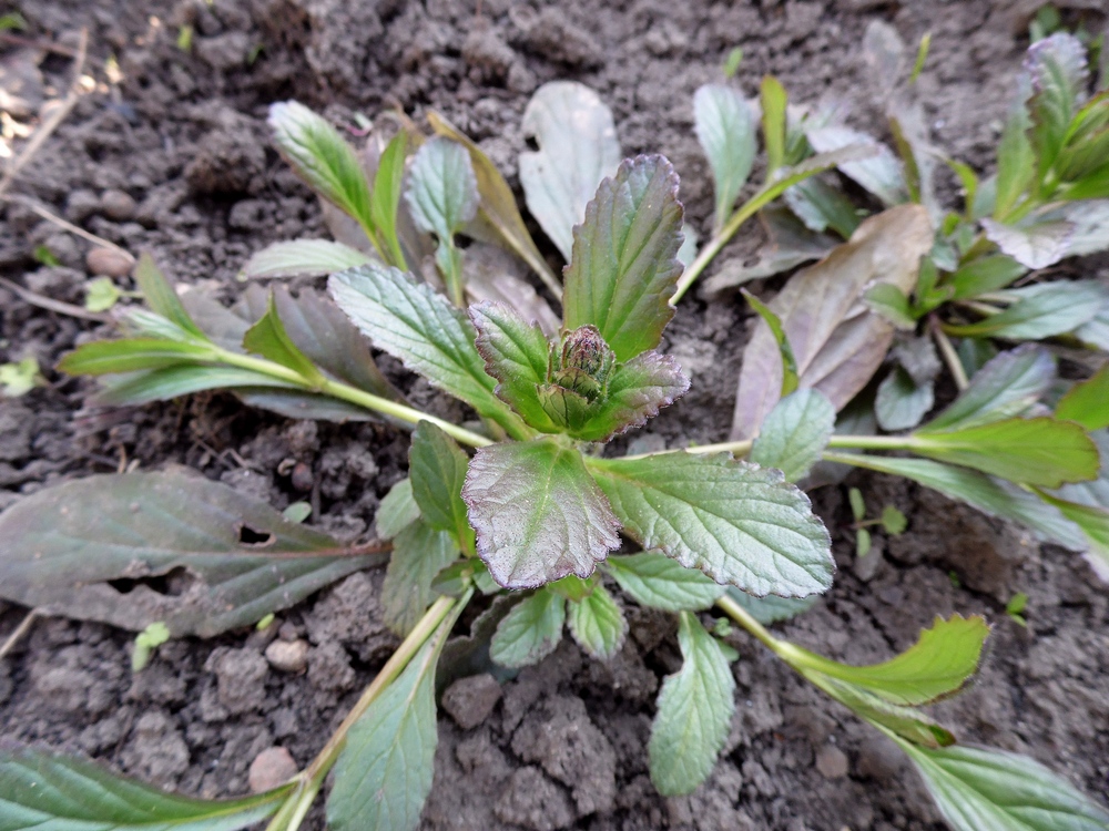 Image of Ajuga reptans specimen.