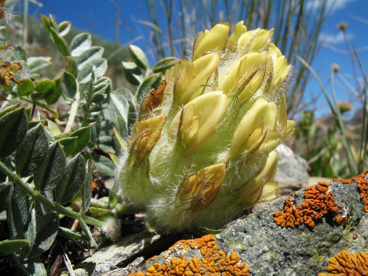 Изображение особи Astragalus aschuturi.