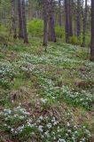 Cardamine altaica. Цветущие растения. Республика Алтай, Шебалинский р-н, окр. с. Камлак, правый борт долины р. Сема, надпойменная терраса, сосновый лес. 08.05.2017.