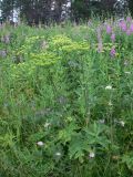 Heracleum sibiricum. Плодоносящие растения. Свердловская обл., Североуральский городской округ, окр. пос. Крутой Лог, бывшая дер. Высотинка, опушка сосново-елового леса. 29.07.2017.