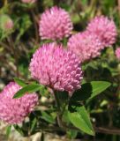 Trifolium pratense