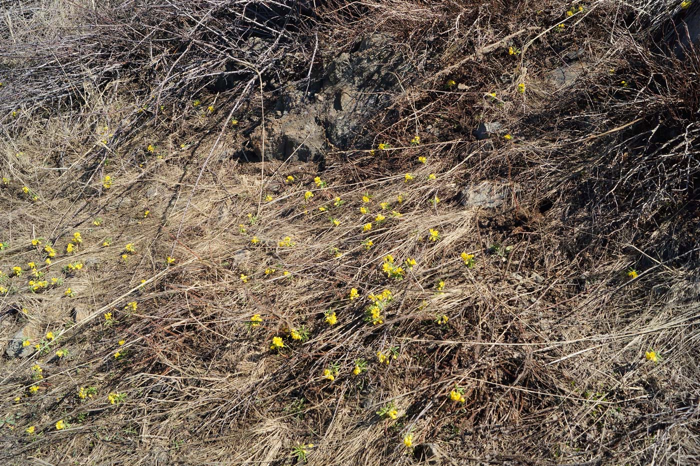 Изображение особи Gymnospermium altaicum.