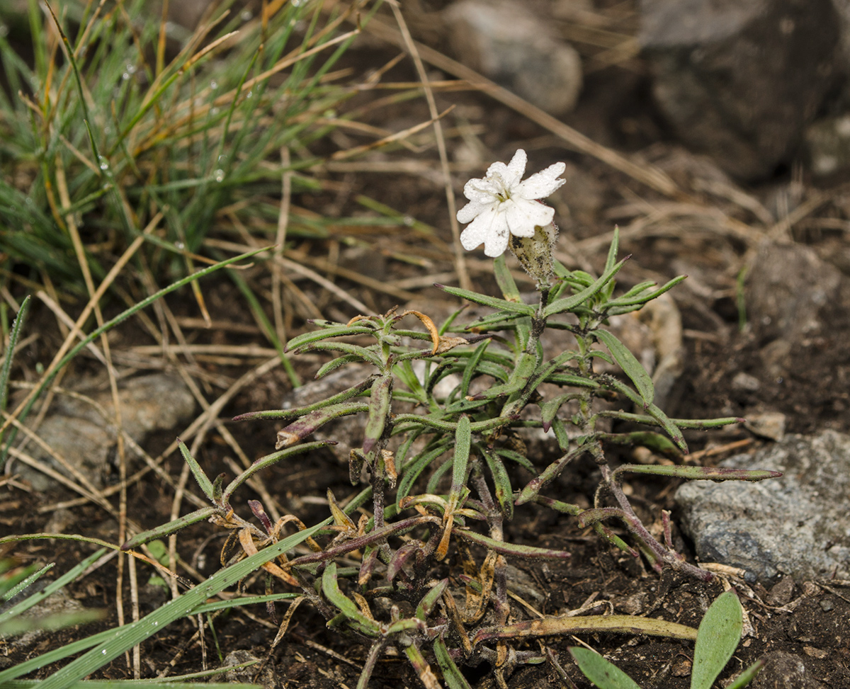 Изображение особи Silene amoena.