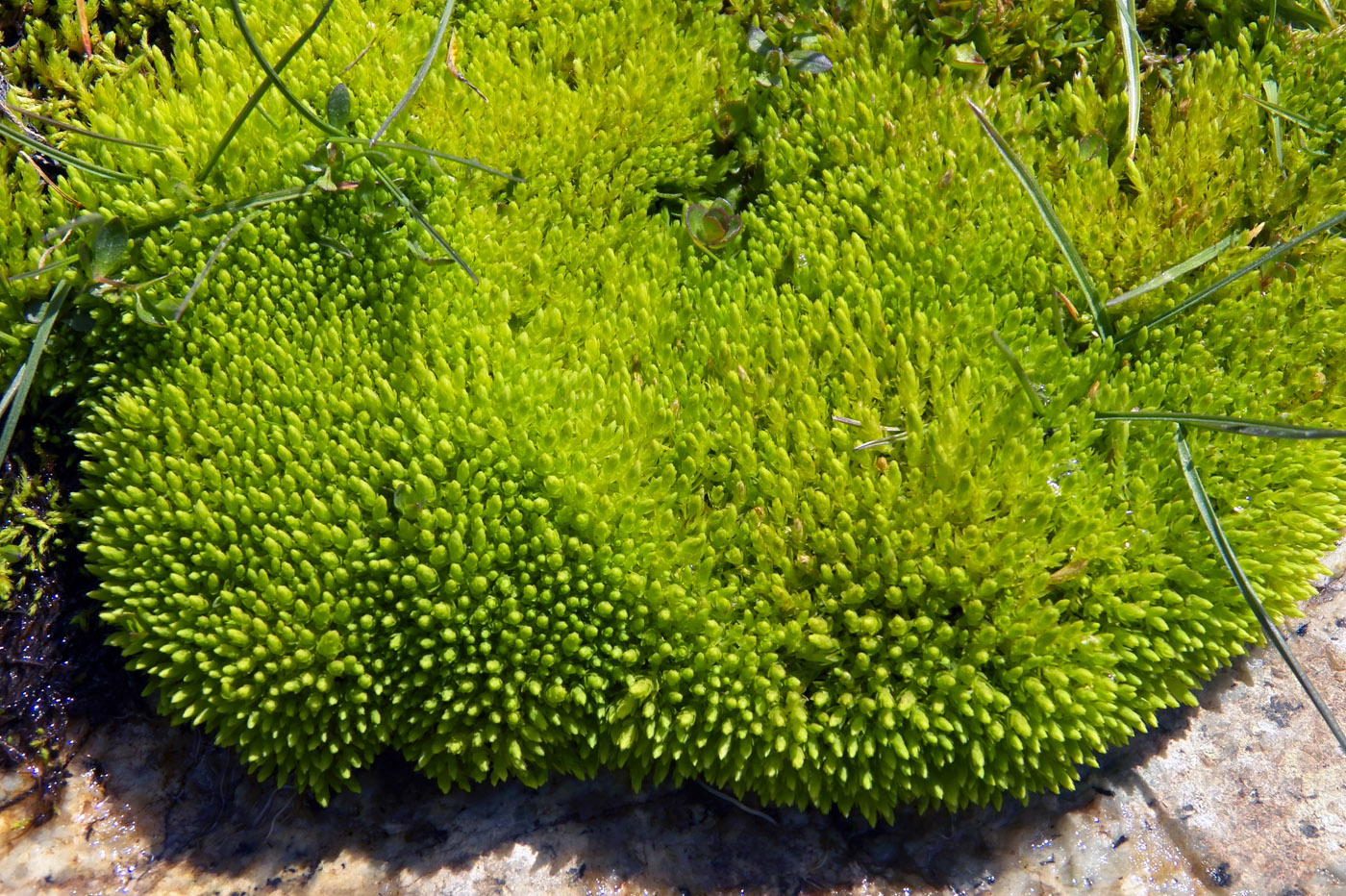 Изображение особи отдел Bryophyta.