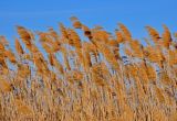 Phragmites australis