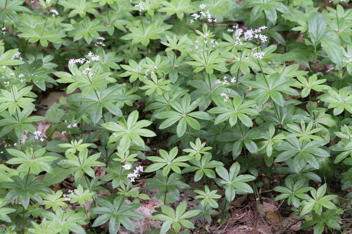 Изображение особи Galium odoratum.