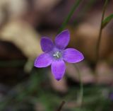 Campanula patula