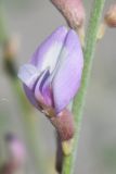 Astragalus chodshenticus. Цветок. Узбекистан, Ферганская обл., Ферганская долина, Язъяванские пески. 27.04.2021.